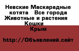 Невские Маскарадные котята - Все города Животные и растения » Кошки   . Крым